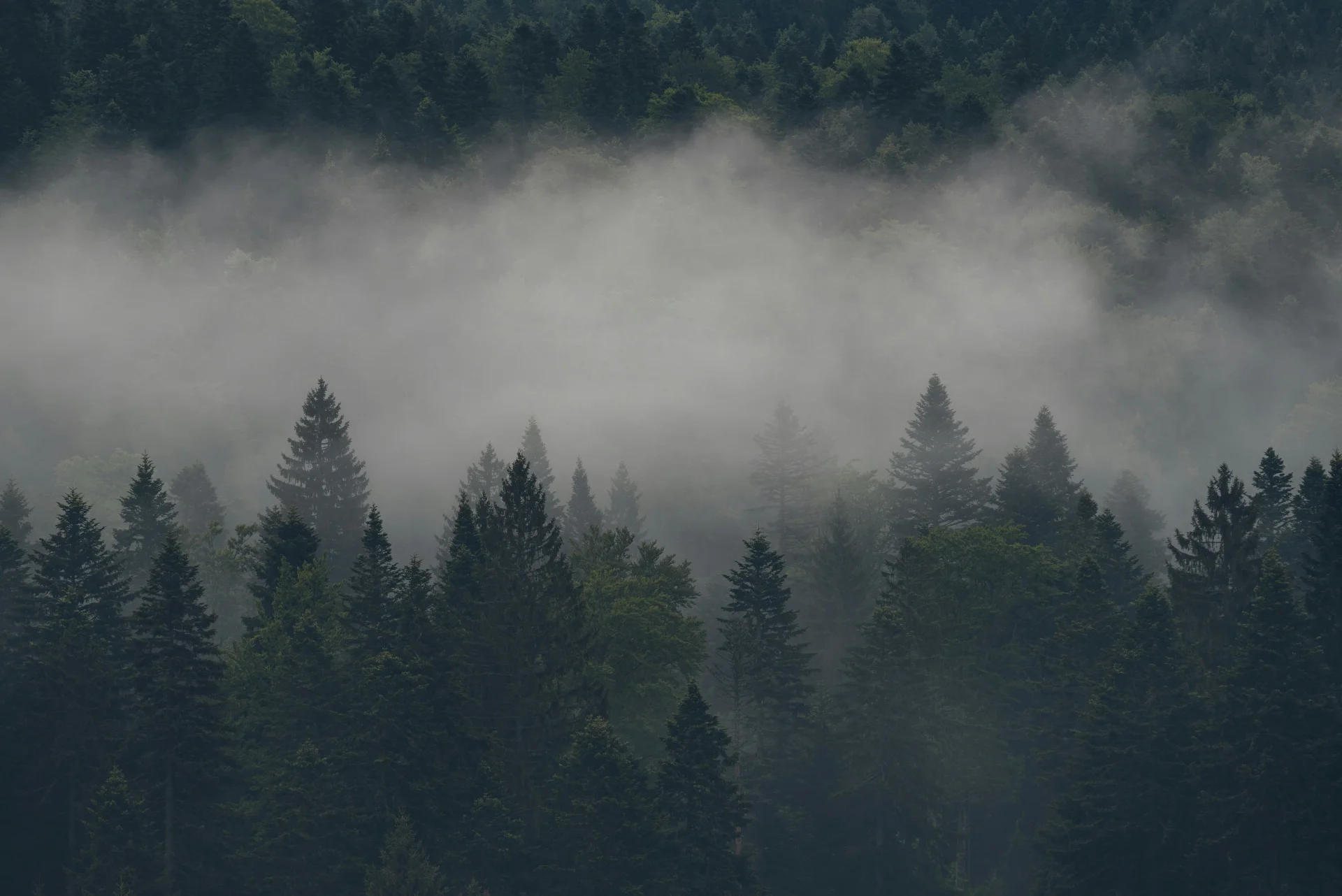 Ein Wald im Nebel